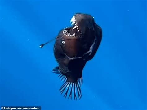 WATCH: Rare ‘Black Demon’ fish spotted alive for first time.